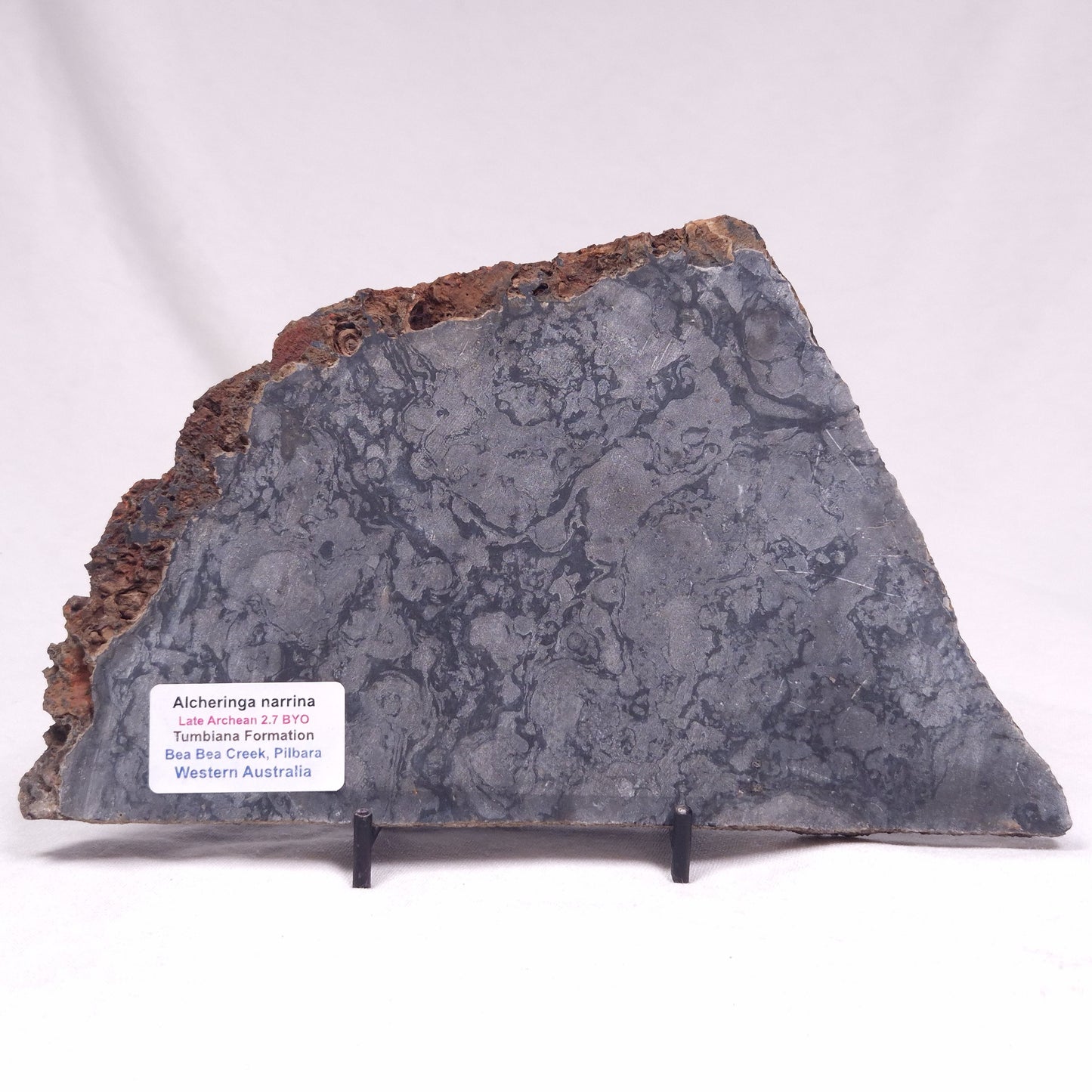 ALCHERINGA NARRINA STROMATOLITE, Late Archean, Australia ZAN036