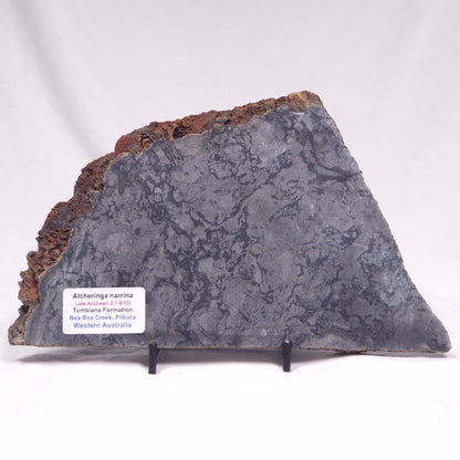 ALCHERINGA NARRINA STROMATOLITE, Late Archean, Australia ZAN036