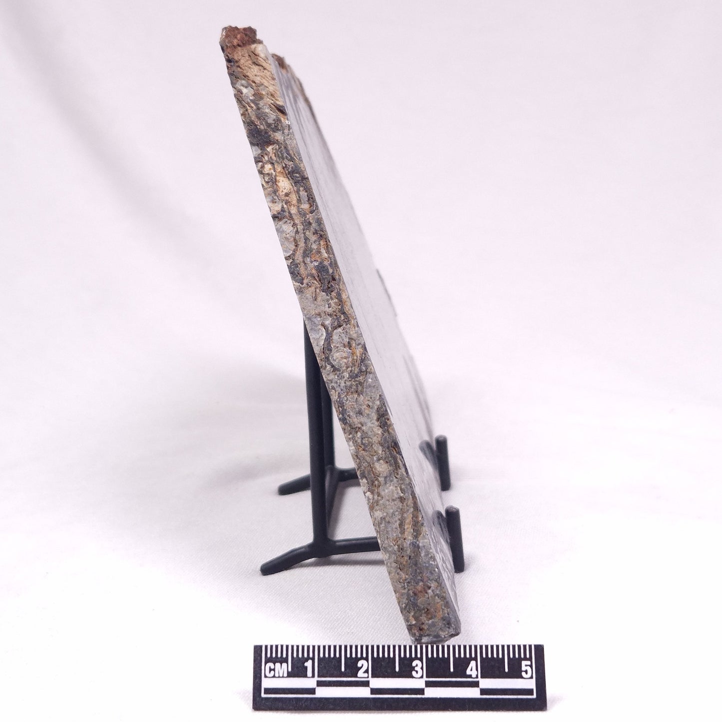 ALCHERINGA NARRINA STROMATOLITE, Late Archean, Australia ZAN036