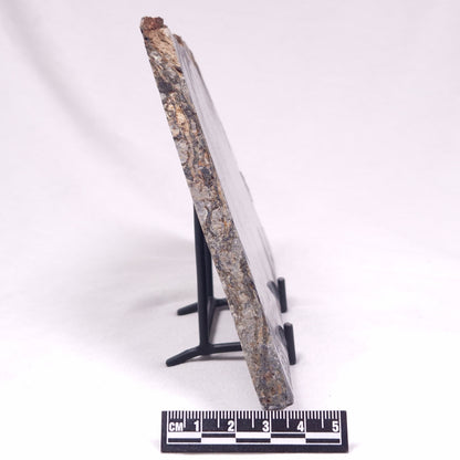 ALCHERINGA NARRINA STROMATOLITE, Late Archean, Australia ZAN036