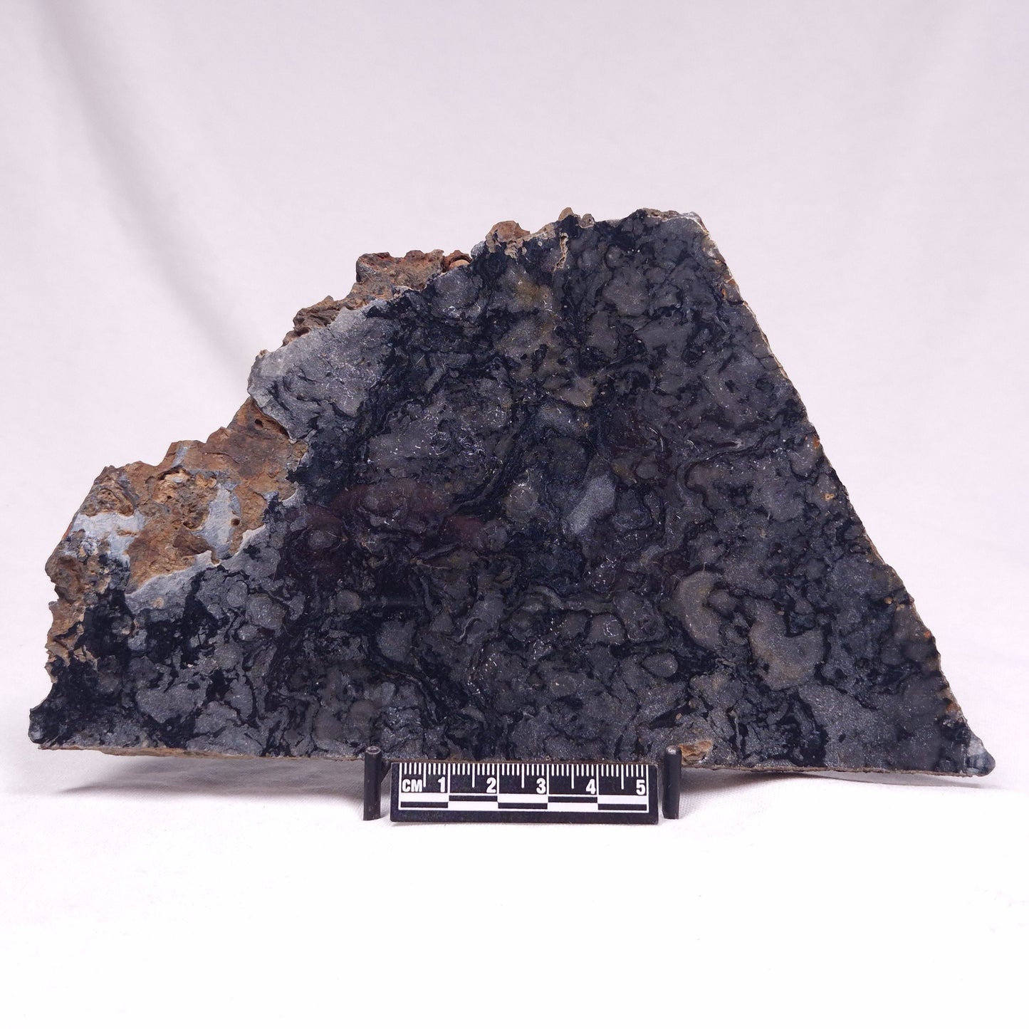 ALCHERINGA NARRINA STROMATOLITE, Late Archean, Australia ZAN037