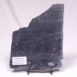 ALCHERINGA NARRINA STROMATOLITE, Late Archean, Australia ZAN038