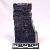 ALCHERINGA NARRINA STROMATOLITE, Late Archean, Australia ZAN040