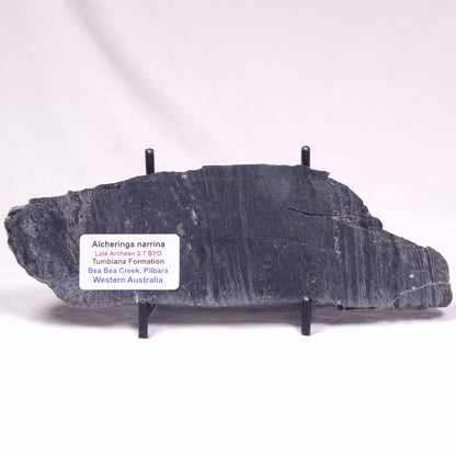 ALCHERINGA NARRINA STROMATOLITE, Late Archean, Australia ZAN043