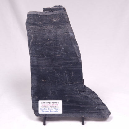 ALCHERINGA NARRINA STROMATOLITE, Late Archean, Australia ZAN044