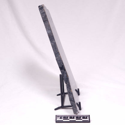 ALCHERINGA NARRINA STROMATOLITE, Late Archean, Australia ZAN044