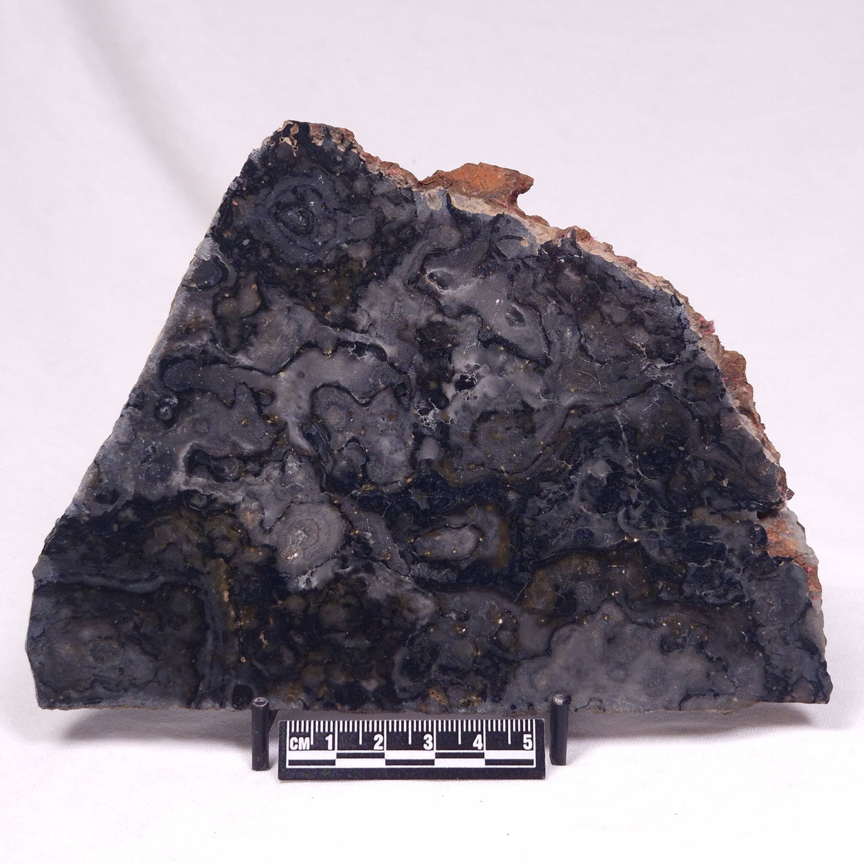 ALCHERINGA NARRINA STROMATOLITE, Late Archean, Australia ZAN045