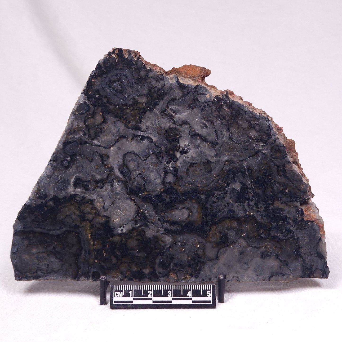 ALCHERINGA NARRINA STROMATOLITE, Late Archean, Australia ZAN045