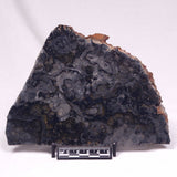 ALCHERINGA NARRINA STROMATOLITE, Late Archean, Australia ZAN045