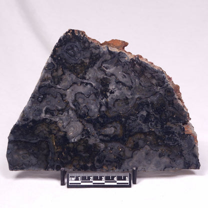 ALCHERINGA NARRINA STROMATOLITE, Late Archean, Australia ZAN045