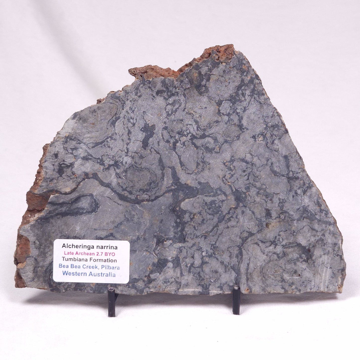 ALCHERINGA NARRINA STROMATOLITE, Late Archean, Australia ZAN045