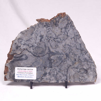 ALCHERINGA NARRINA STROMATOLITE, Late Archean, Australia ZAN045