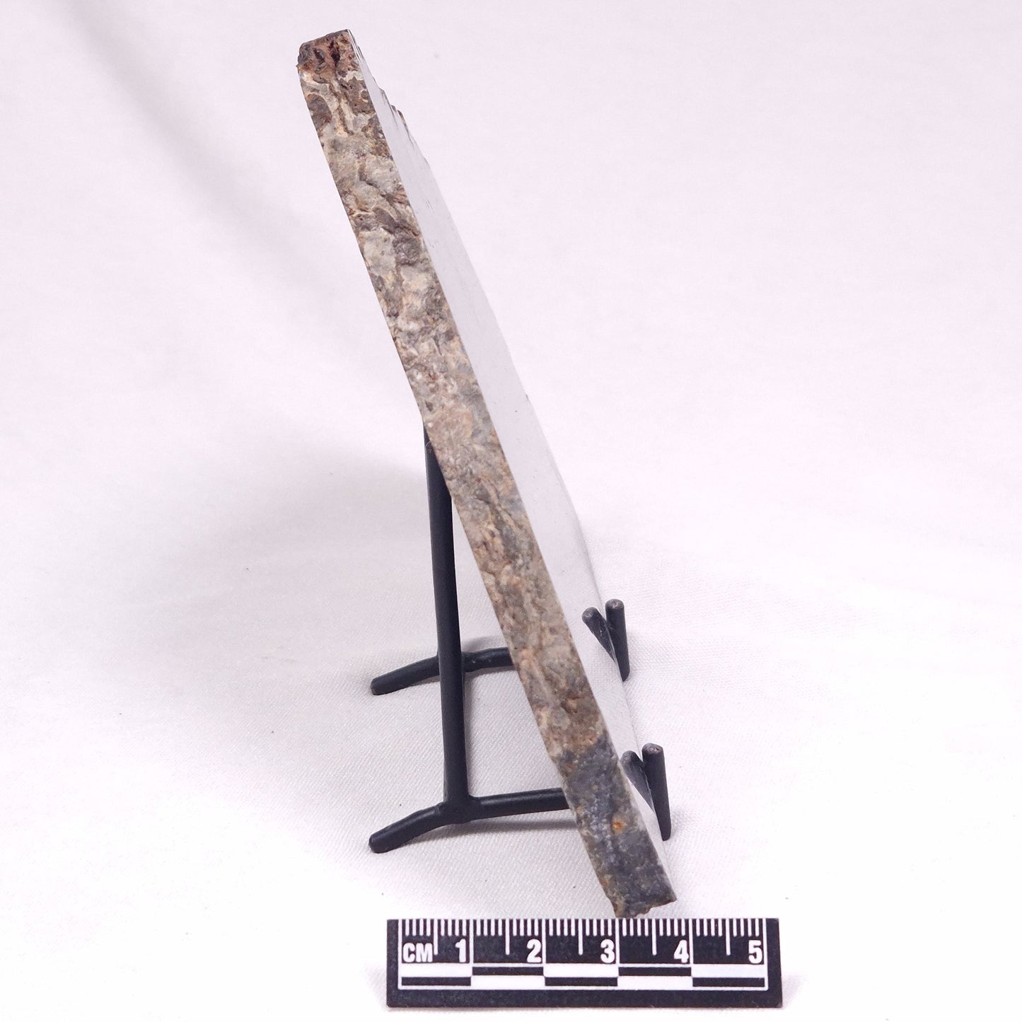 ALCHERINGA NARRINA STROMATOLITE, Late Archean, Australia ZAN045