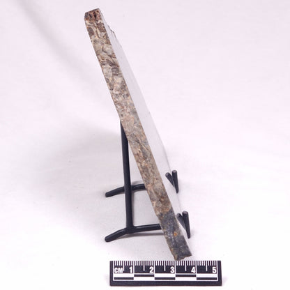 ALCHERINGA NARRINA STROMATOLITE, Late Archean, Australia ZAN045