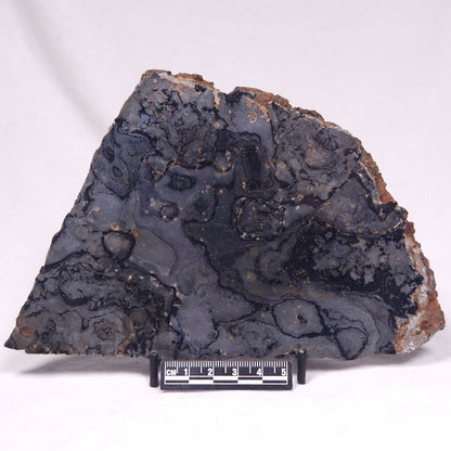 ALCHERINGA NARRINA STROMATOLITE, Late Archean, Australia ZAN046
