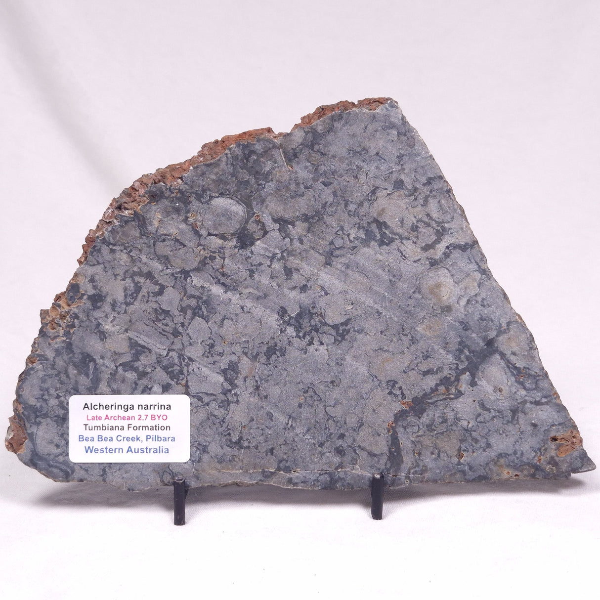 ALCHERINGA NARRINA STROMATOLITE, Late Archean, Australia ZAN046