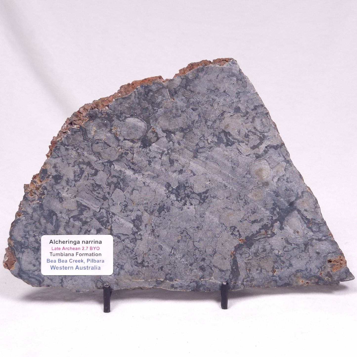 ALCHERINGA NARRINA STROMATOLITE, Late Archean, Australia ZAN046