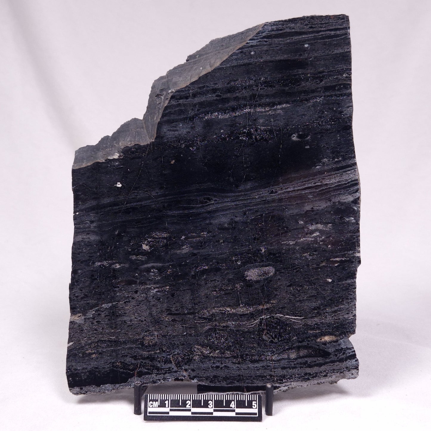 ALCHERINGA NARRINA STROMATOLITE, Late Archean, Australia ZAN047