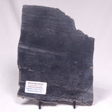 ALCHERINGA NARRINA STROMATOLITE, Late Archean, Australia ZAN047
