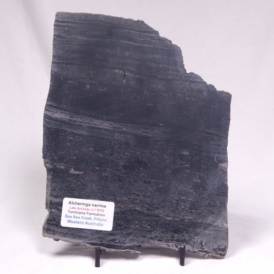 ALCHERINGA NARRINA STROMATOLITE, Late Archean, Australia ZAN047