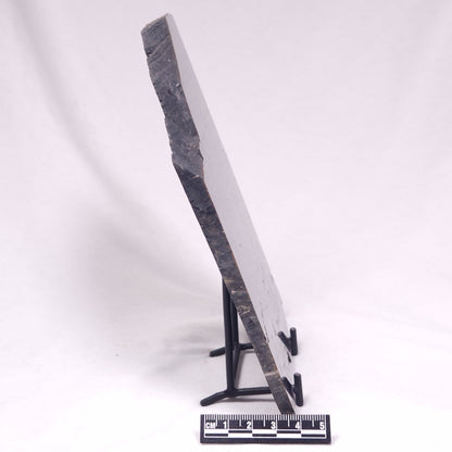 ALCHERINGA NARRINA STROMATOLITE, Late Archean, Australia ZAN047