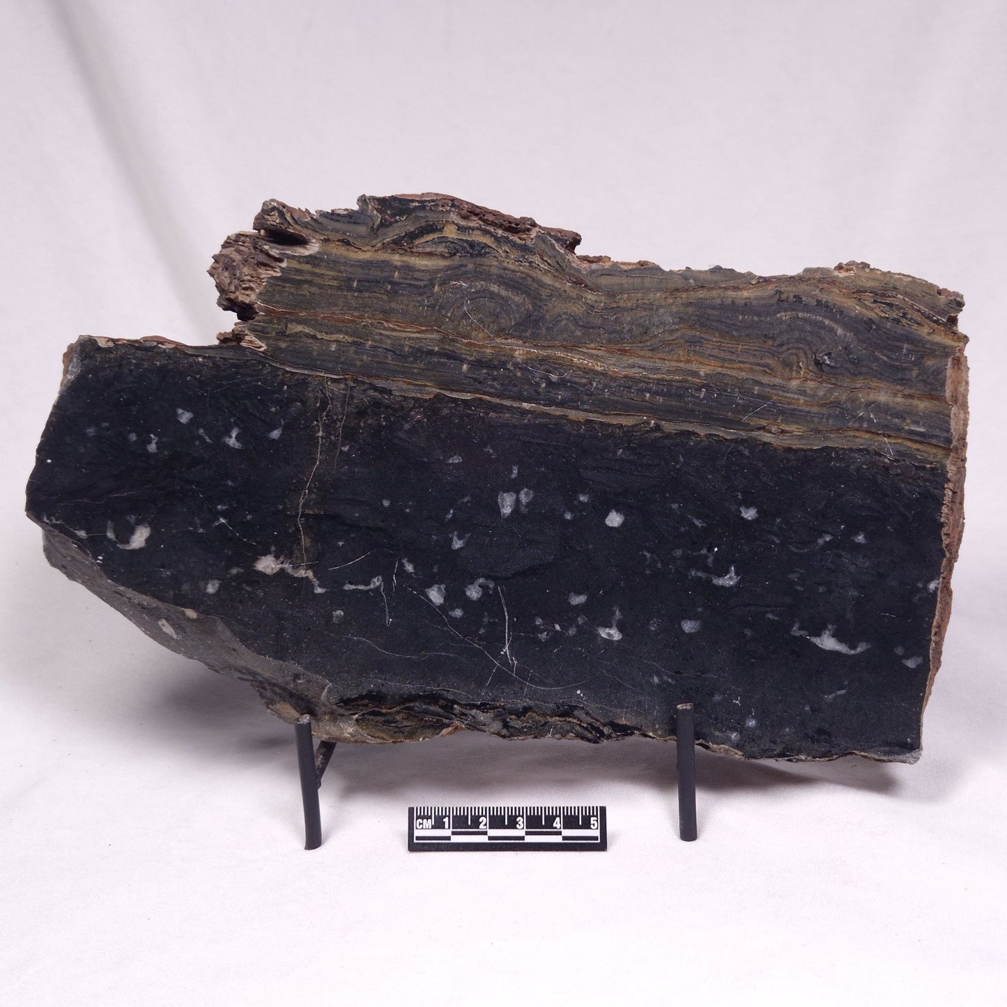 ALCHERINGA NARRINA STROMATOLITE, Late Archean, Australia ZAN048