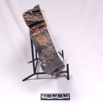 ALCHERINGA NARRINA STROMATOLITE, Late Archean, Australia ZAN048