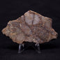 JACK HILLS ZIRCON, Hadean Age, Australia ZJH026
