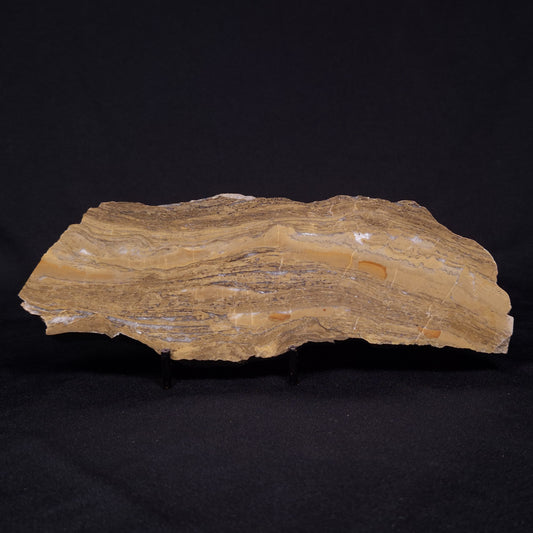 KUSSIELLA CF. KUSSIENSIS, Paleoproterozoic, Canada ZKK001