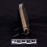 KUSSIELLA CF. KUSSIENSIS, Paleoproterozoic, Canada ZKK001