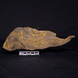 KUSSIELLA CF. KUSSIENSIS, Paleoproterozoic, Canada ZKK002