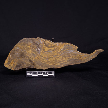 KUSSIELLA CF. KUSSIENSIS, Paleoproterozoic, Canada ZKK002