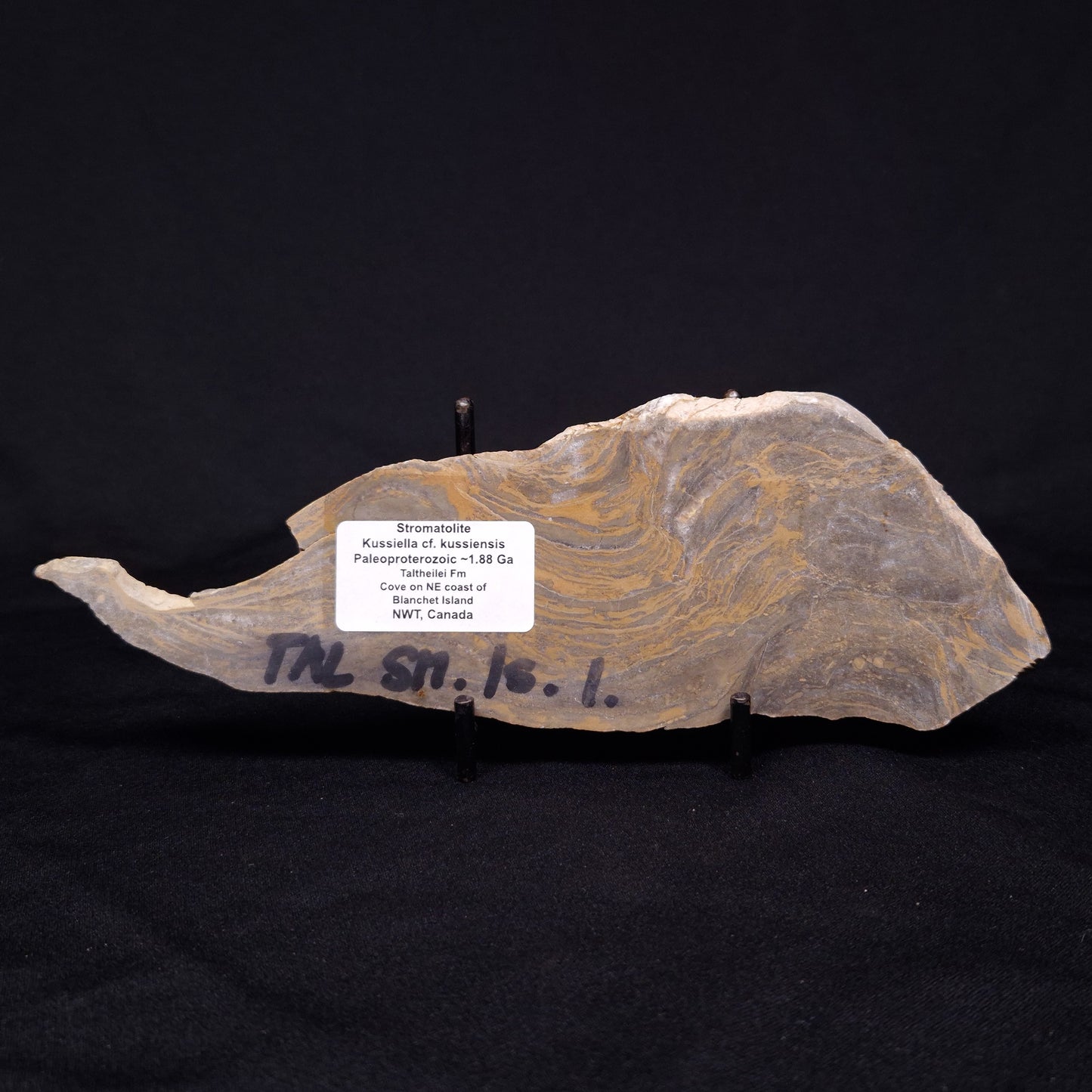 KUSSIELLA CF. KUSSIENSIS, Paleoproterozoic, Canada ZKK002