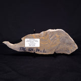 KUSSIELLA CF. KUSSIENSIS, Paleoproterozoic, Canada ZKK002