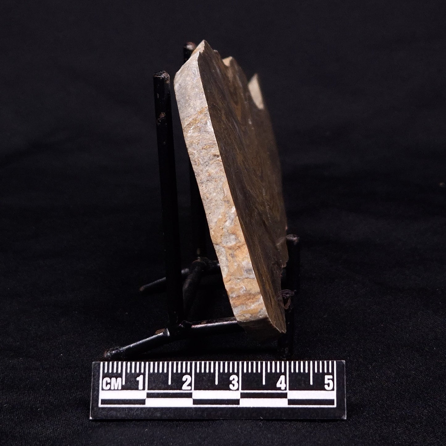 KUSSIELLA CF. KUSSIENSIS, Paleoproterozoic, Canada ZKK002