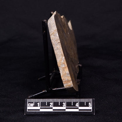 KUSSIELLA CF. KUSSIENSIS, Paleoproterozoic, Canada ZKK002