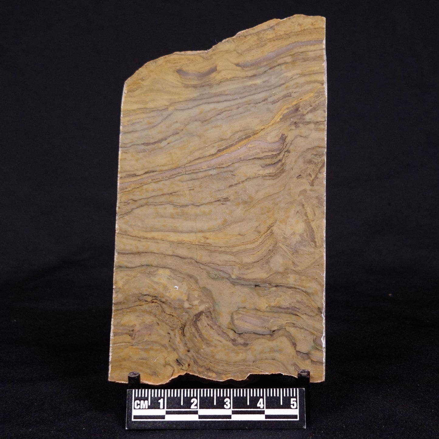 KUSSIELLA CF. KUSSIENSIS, Paleoproterozoic, Canada ZKK003