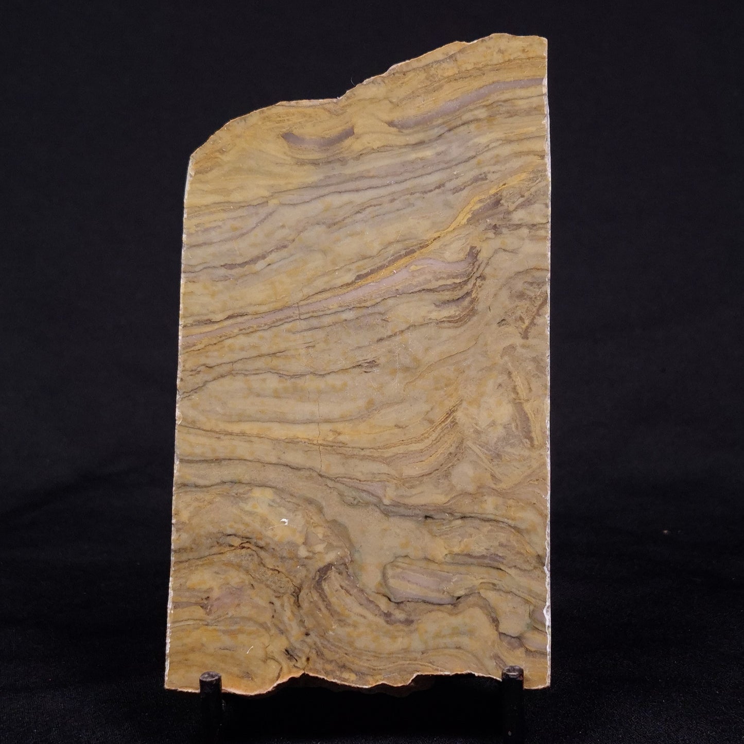 KUSSIELLA CF. KUSSIENSIS, Paleoproterozoic, Canada ZKK003