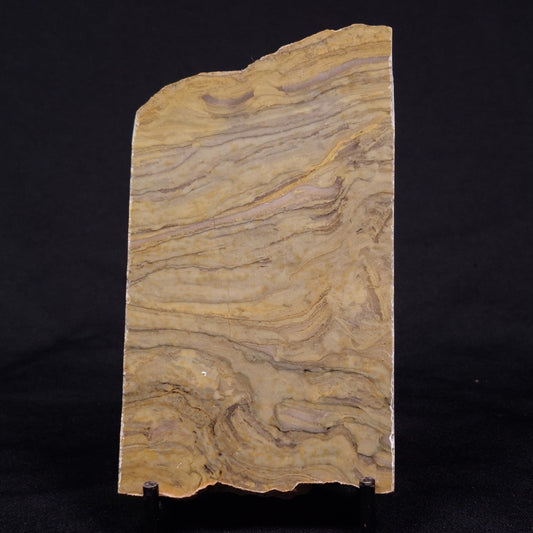 KUSSIELLA CF. KUSSIENSIS, Paleoproterozoic, Canada ZKK003