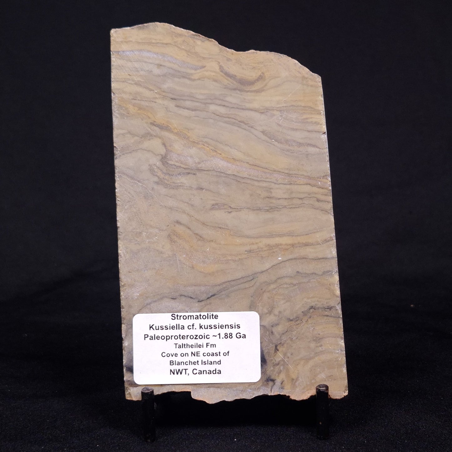 KUSSIELLA CF. KUSSIENSIS, Paleoproterozoic, Canada ZKK003