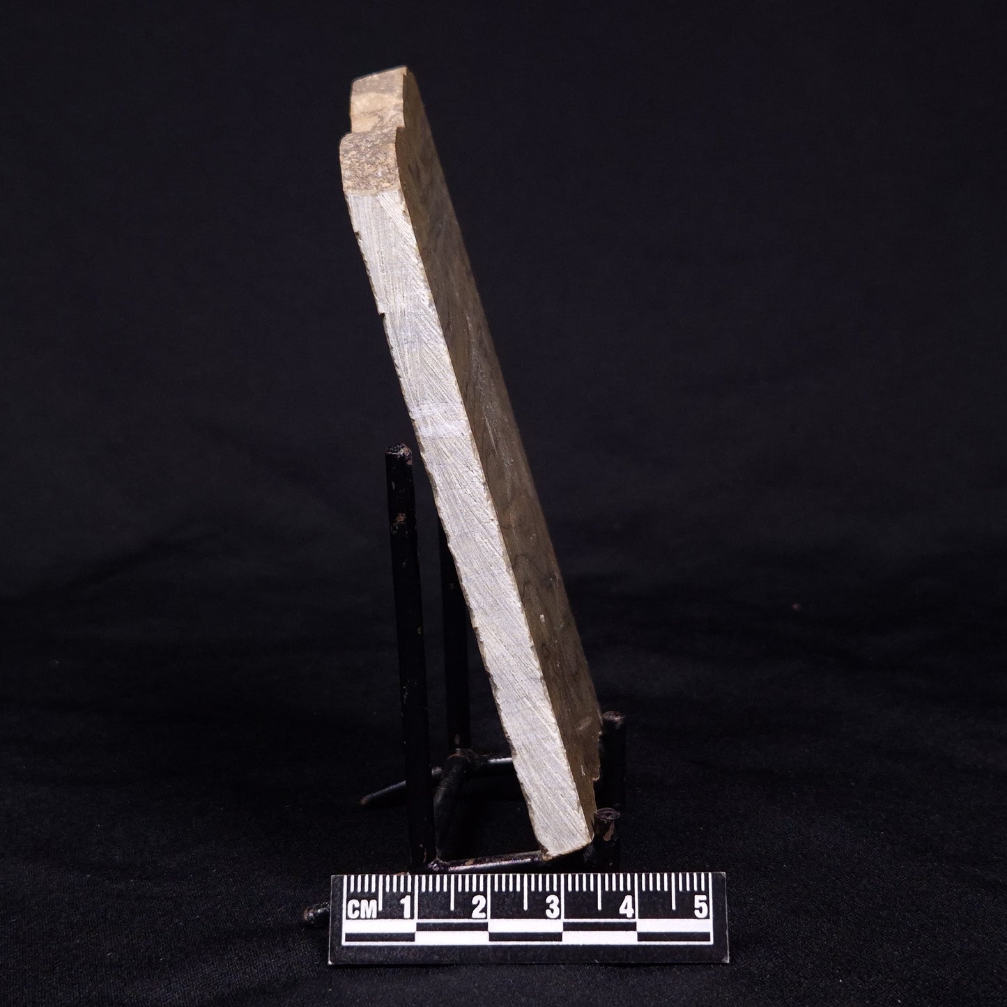 KUSSIELLA CF. KUSSIENSIS, Paleoproterozoic, Canada ZKK003