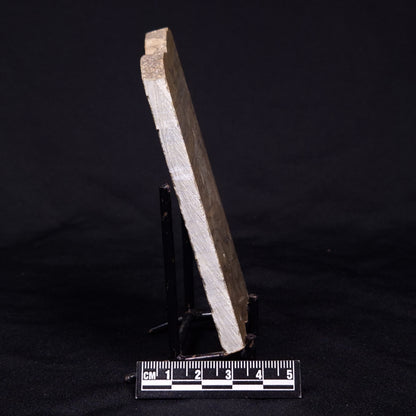 KUSSIELLA CF. KUSSIENSIS, Paleoproterozoic, Canada ZKK003