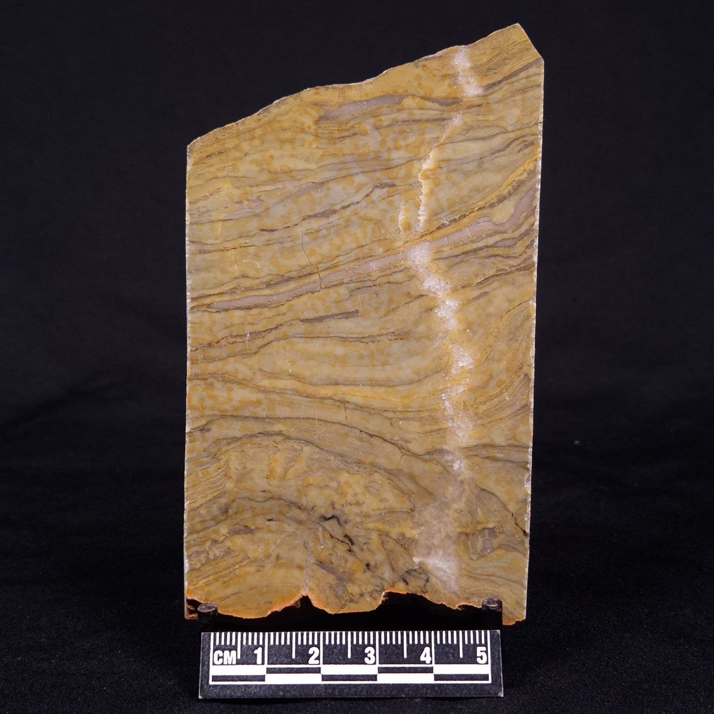 KUSSIELLA CF. KUSSIENSIS, Paleoproterozoic, Canada ZKK004