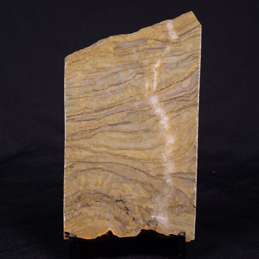KUSSIELLA CF. KUSSIENSIS, Paleoproterozoic, Canada ZKK004