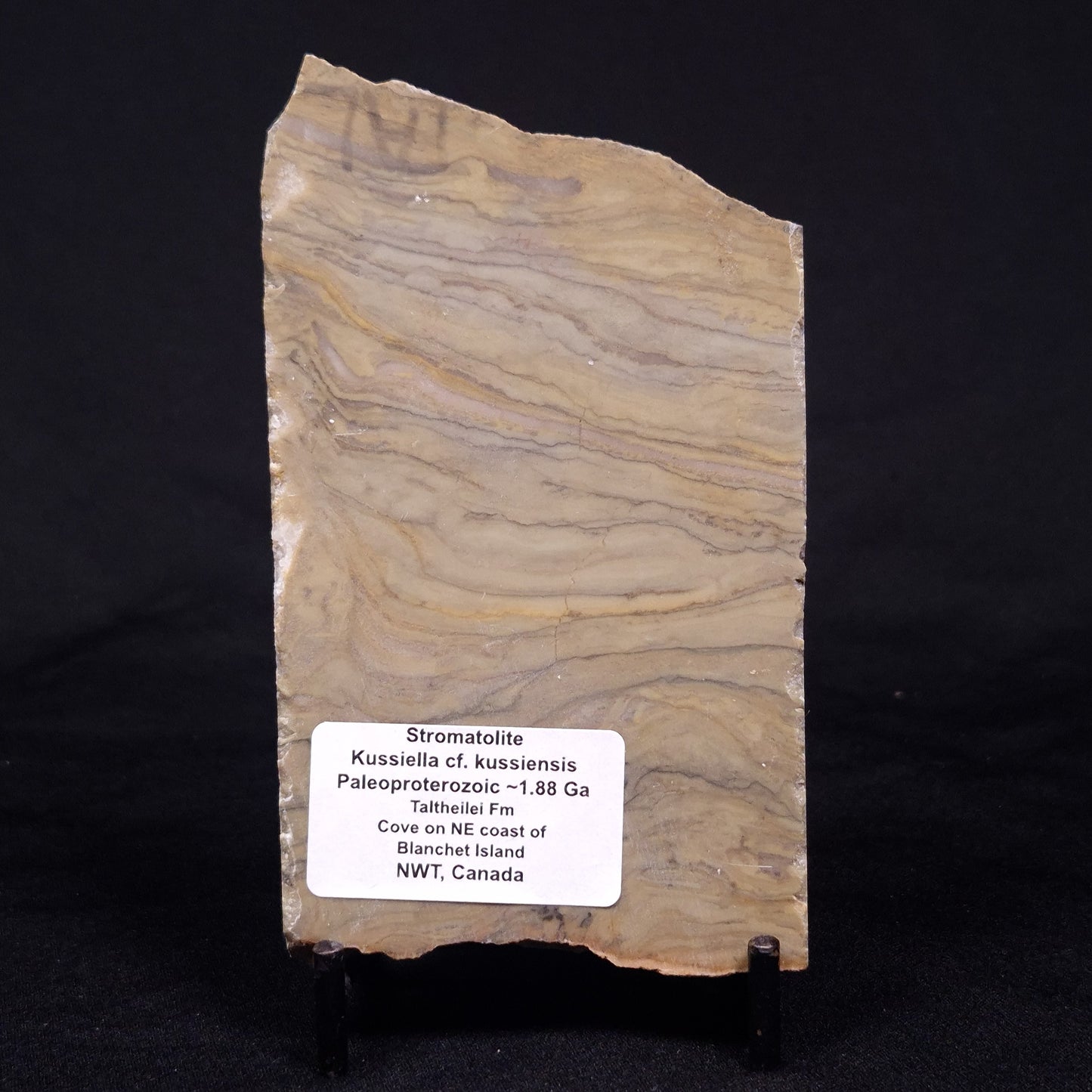 KUSSIELLA CF. KUSSIENSIS, Paleoproterozoic, Canada ZKK004