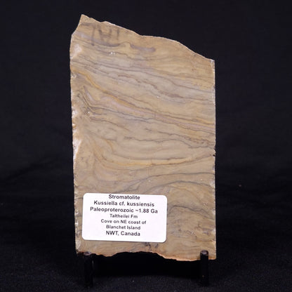 KUSSIELLA CF. KUSSIENSIS, Paleoproterozoic, Canada ZKK004