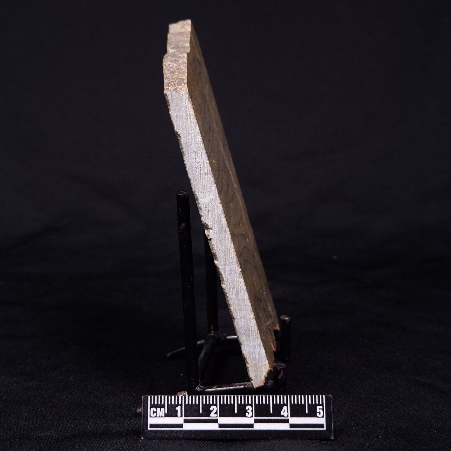 KUSSIELLA CF. KUSSIENSIS, Paleoproterozoic, Canada ZKK004
