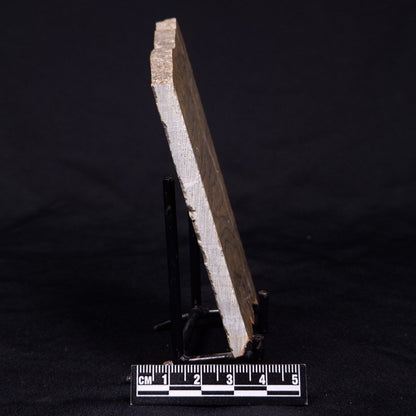 KUSSIELLA CF. KUSSIENSIS, Paleoproterozoic, Canada ZKK004