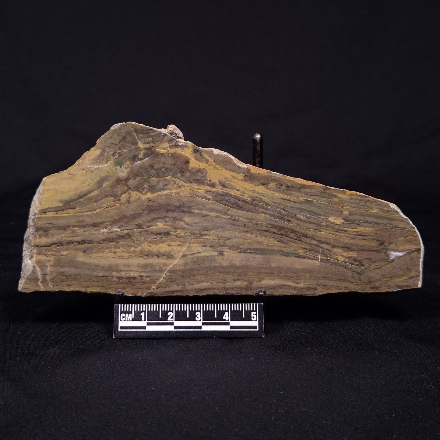 KUSSIELLA CF. KUSSIENSIS, Paleoproterozoic, Canada ZKK005