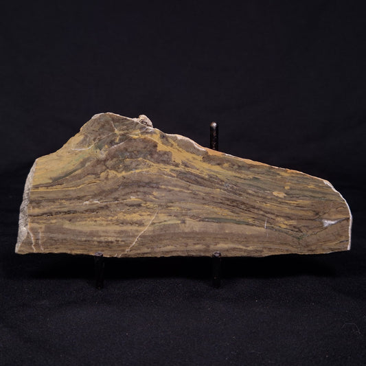 KUSSIELLA CF. KUSSIENSIS, Paleoproterozoic, Canada ZKK005
